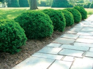 English Boxwood
