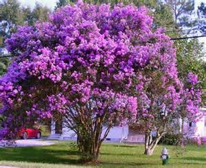 Crapemyrtles