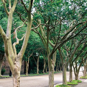 Crapemyrtles
