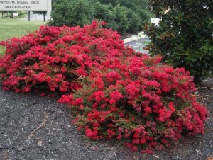 Crapemyrtles
