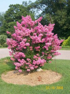 Crapemyrtles
