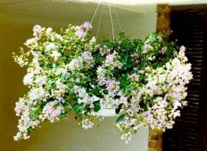Crapemyrtles